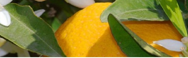 Orange Blossom Day Care logo