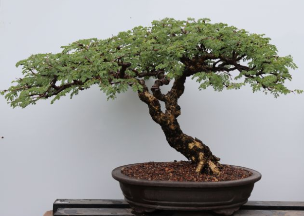 Bonsai Nursery banner