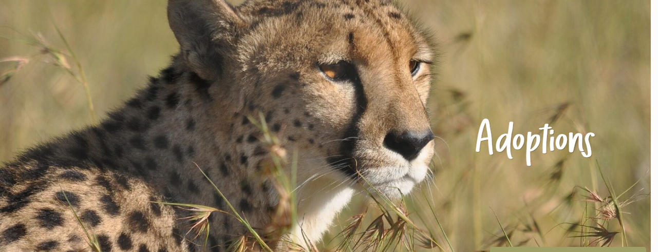Ann van Dyk Cheetah Centre banner